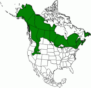 Distribution of moose in North America
