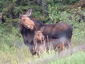 Study shows that Coyotes prey on adult moose as well as calves. Photo: Tim Redpath, creative commons, some rights reserved