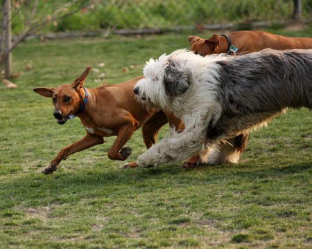 Dog park fun! Photo: Jim's Photos1, Creative Commons, some rights reserved