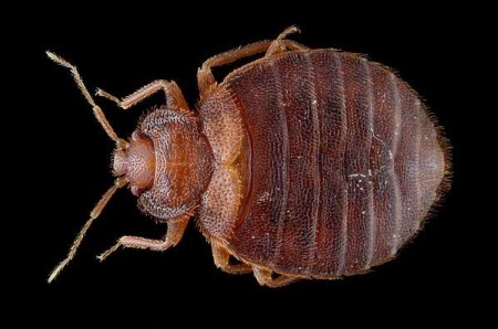Adult female of the bed bug - Cimex lectulariusScale: bug length ~ 5 mm. Image by Gilles San Martin, Creative Commons, some rights reserved
