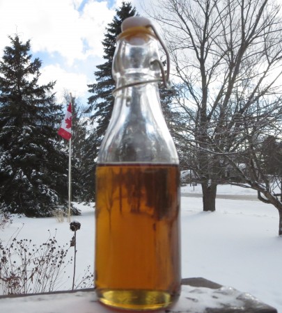 Ungraded gold. Excellent maple syrup made by a friend. Photo: Lucy Martin