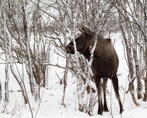 Moose are found around the world in northern regions. Alces alces alces, Myre, Nordland Fylke, Norway. Image: Creative Commons